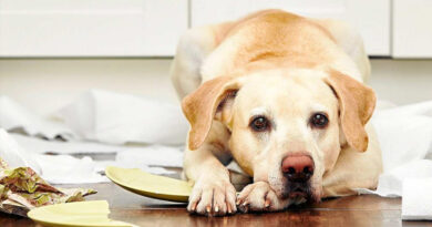 20251005 Perro Cena de Año Nuevo: datos para la elaboración