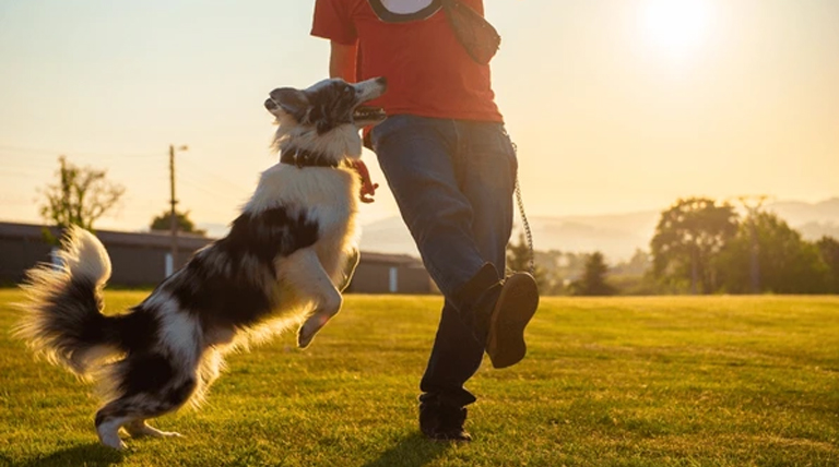 20251013 perro alegría de tu perro al verte