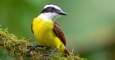 Canto de las aves: La ciencia confirma que su sonido es un bálsamo para la salud mental 4 20251018 Pajaro