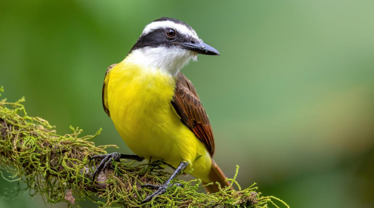 Canto de las aves: La ciencia confirma que su sonido es un bálsamo para la salud mental 1 20251018 Pajaro Canto de las aves