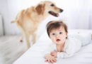 Perros y asma infantil: La exposición temprana a caninos reduce el riesgo en bebés, pero los gatos no ofrecen protección Perros y asma infantil: La exposición temprana a caninos reduce el riesgo en bebés, pero los gatos no ofrecen protección
