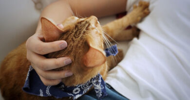 El significado oculto del "amasado" felino: ¿Por qué mi gato me hace masajes? 2 amasado felino