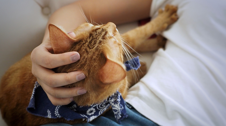 El significado oculto del "amasado" felino: ¿Por qué mi gato me hace masajes? 1 amasado felino