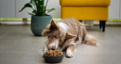 20251104 PERRO Covid problemas pulmonares