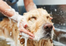 Higiene canina: cada cuánto hay que bañar al perro para proteger su piel