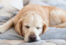 Dónde debe dormir tu perro: el aviso clave de los veterinarios