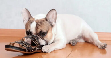 20251207 Perro Enlace Móvil