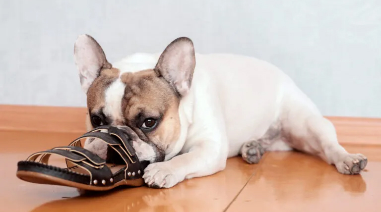 20251207 Perro perro muerde zapatos