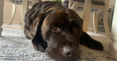 20251210 Perro Chagas