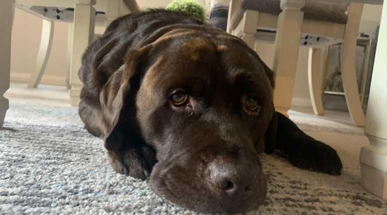 20251210 Perro perro se acueste debajo de la mesa