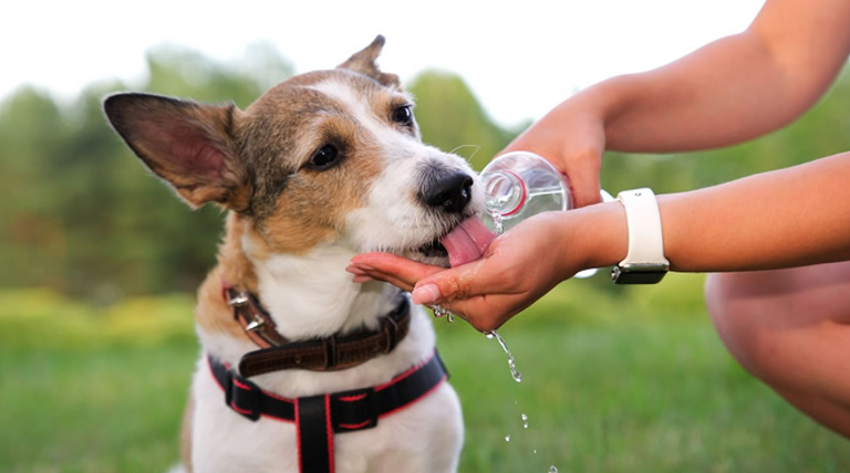 El riesgo de golpe de calor en perros y gatos ante las altas temperaturas El riesgo de golpe de calor en perros y gatos ante las altas temperaturas