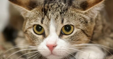 Gatos estresados: cómo leer las señales de alerta y estrategias para cuidar su bienestar emocional Gatos estresados: cómo leer las señales de alerta y estrategias para cuidar su bienestar emocional