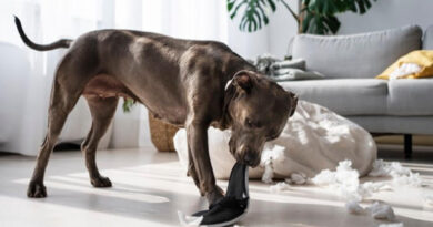 Perros estresados: señales, causas frecuentes y las recomendaciones clave de los veterinarios Perros estresados: señales, causas frecuentes y las recomendaciones clave de los veterinarios