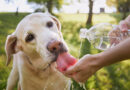 Cómo proteger a perros y gatos ante la ola de calor
