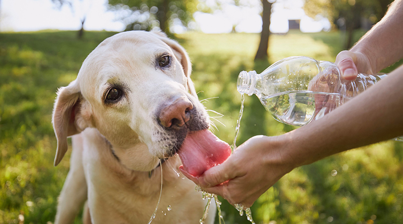 Cómo proteger a perros y gatos ante la ola de calor