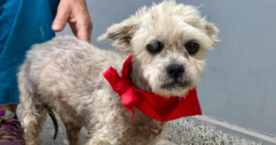 Mientras profundiza las castraciones gratuitas, Zoonosis Brown rescató a un perrito y le salvó la vida Mientras profundiza las castraciones gratuitas, Zoonosis Brown rescató a un perrito y le salvó la vida