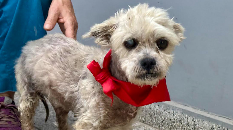 20260106 Brown zoonosis perro Día del Coleccionista