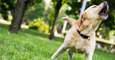 Ansiedad por separación: por qué los perros ladran tras las fiestas Ansiedad por separación: por qué los perros ladran tras las fiestas
