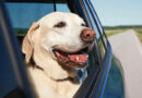 Por qué los perros disfrutan viajar en auto: la ciencia detrás de la aventura