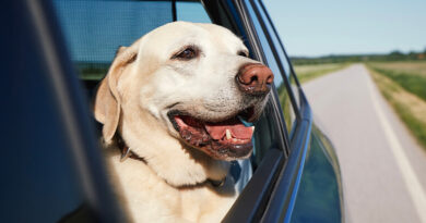 20260113 Perro Netrina-1