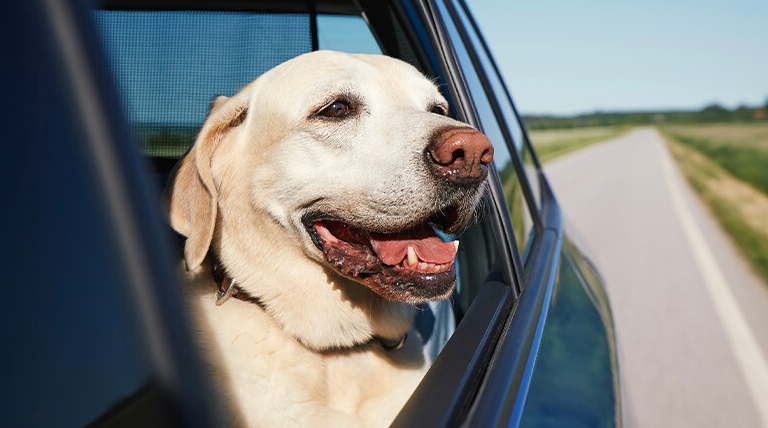 20260113 Perro Por qué los perros disfrutan viajar en auto