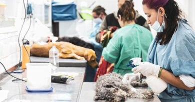 Al servicio de Zoonosis Brown, el municipio le sumó un acuerdo con las veterinarias Al servicio de Zoonosis Brown, el municipio le sumó un acuerdo con las veterinarias