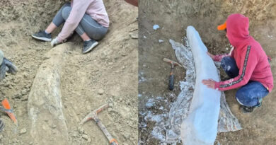 Hallazgo paleontológico en Miramar: descubren un colmillo de 100 mil años Hallazgo paleontológico en Miramar: descubren un colmillo de 100 mil años