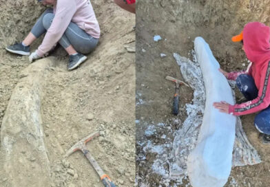 Hallazgo paleontológico en Miramar: descubren un colmillo de 100 mil años Hallazgo paleontológico en Miramar: descubren un colmillo de 100 mil años