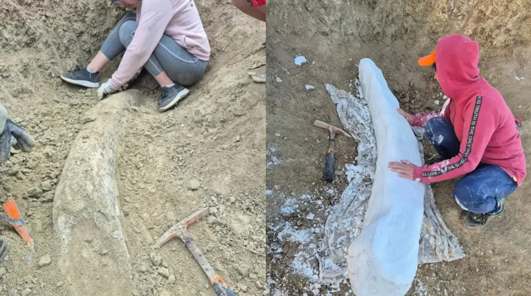 Hallazgo paleontológico en Miramar: descubren un colmillo de 100 mil años Hallazgo paleontológico en Miramar: descubren un colmillo de 100 mil años