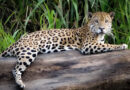 Esperanza en la selva: Janaína, la yaguareté que desafía la extinción con nuevas crías Esperanza en la selva: Janaína, la yaguareté que desafía la extinción con nuevas crías