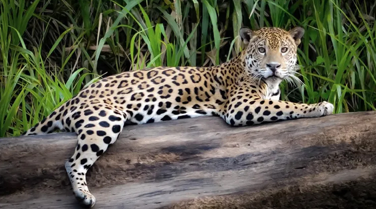 20260127 Janaina yaguarete yaguareté