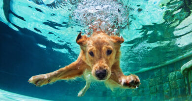 Los perros y las piletas: los riesgos del cloro para la salud y los consejos de especialistas