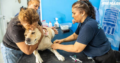 Esta semana Zoonosis Brown desembarca con operativos de castración en José Mármol
