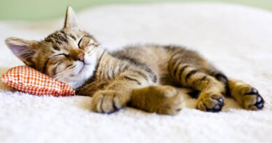 Cómo saber si tu gato es feliz: señales clave para entender su lenguaje corporal