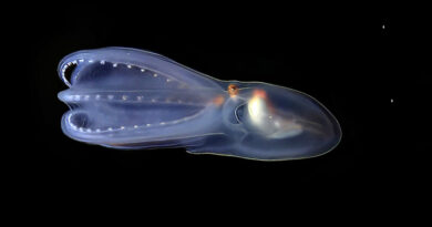 20260206 medusa gigante Beneficios de descansar bien