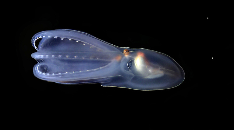 20260206 medusa gigante fantasma gigante