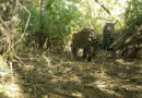 El Impenetrable celebra el nacimiento de un segundo yaguareté silvestre