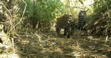 El Impenetrable celebra el nacimiento de un segundo yaguareté silvestre
