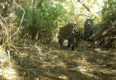 El Impenetrable celebra el nacimiento de un segundo yaguareté silvestre