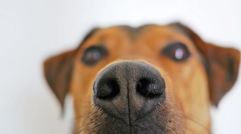 20260209 perro Perros detectores