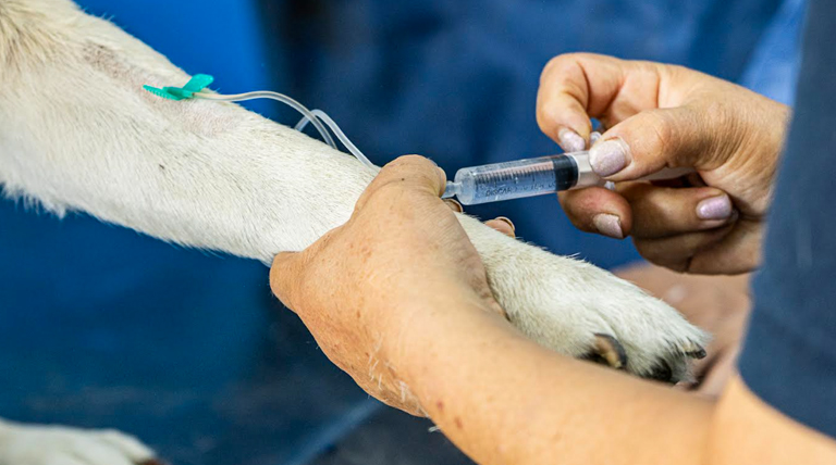 20260211 Brown zoonosis 2 castración en Glew