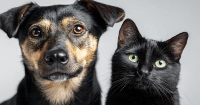 Por qué perros y gatos miran al vacío: lo que dice la ciencia Por qué perros y gatos miran al vacío: lo que dice la ciencia