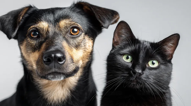 20260213 PERRO GATO perros y gatos miran al vacío