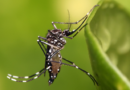 Dengue y El Niño: cómo anticipar el riesgo en Argentina