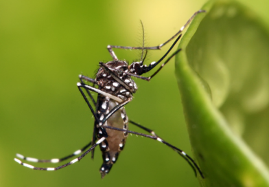 Argentina: confirman nuevos casos de dengue y coqueluche Argentina: confirman nuevos casos de dengue y coqueluche