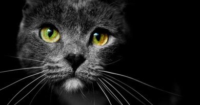 Para qué sirven los bigotes de los gatos y por qué se caen