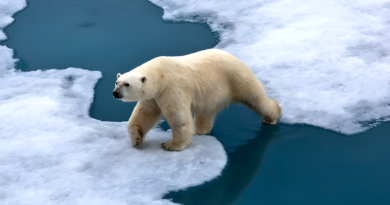 El cambio climático frena la Tierra: los días se alargan por el deshielo polar