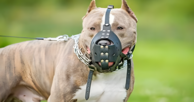 Conmoción: un pitbull atacó a una niña de seis años y debieron asfixiarlo para que la soltara Conmoción: un pitbull atacó a una niña de seis años y debieron asfixiarlo para que la soltara