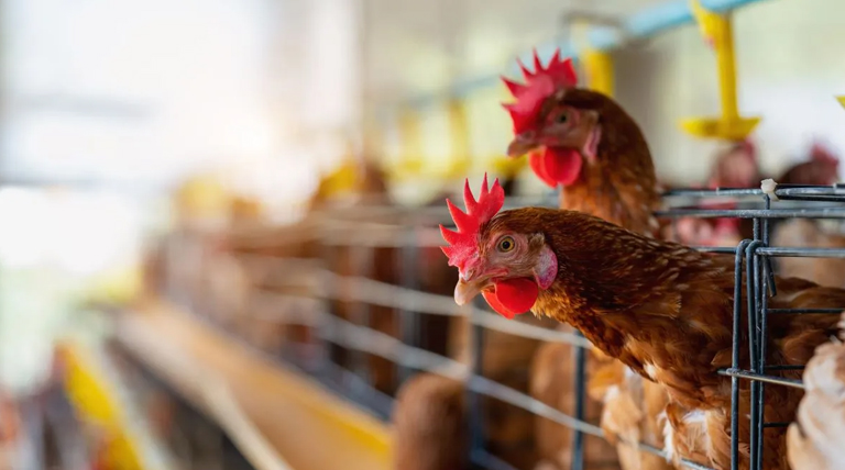 20260301 GRIPE influenza aviar