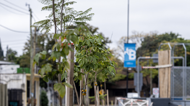 20260407 BROWN ARBOLES1 plantas nativas